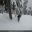 starting a search https://bcmc.ca/m/photos/get_image/file/9a85aab241598f76dbcf67a09596d078.jpg