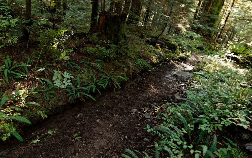 A ditched and raked section of trail